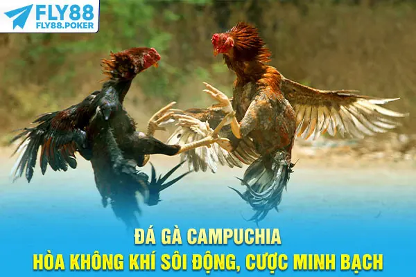 Đá Gà Campuchia - Hòa Không Khí Sôi Động, Cược Minh Bạch