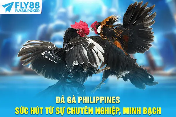 Đá Gà Philippines - Sức Hút Từ Sự Chuyên Nghiệp, Minh Bạch