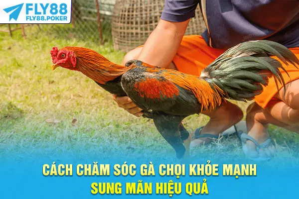 Cách Chăm Sóc Gà Chọi Khỏe Mạnh, Sung Mãn Hiệu Quả