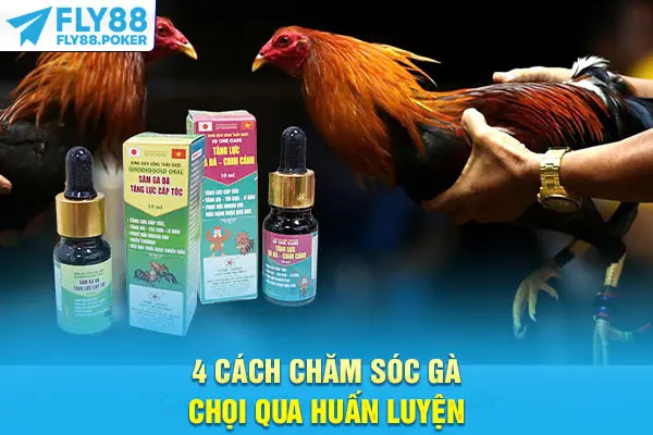 Cách Chăm Sóc Gà Chọi Khỏe Mạnh, Sung Mãn Hiệu Quả 8 4 cách chăm sóc gà chọi qua huấn luyện