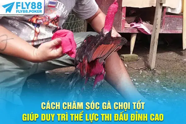 Cách Chăm Sóc Gà Chọi Khỏe Mạnh, Sung Mãn Hiệu Quả 6 Cách chăm sóc gà chọi tốt giúp duy trì thể lực thi đấu đỉnh cao