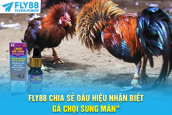 Cách Chăm Sóc Gà Chọi Khỏe Mạnh, Sung Mãn Hiệu Quả 9 Fly88 chia sẻ dấu hiệu nhận biết gà chọi sung mãn